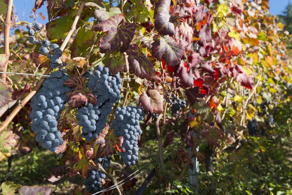 Agriturismo Gli Elfi Aosta Luaran gambar